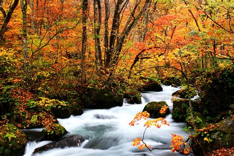 東北之星|日本東北旅遊：奧入瀨溪、青森秘境、藏王樹冰。